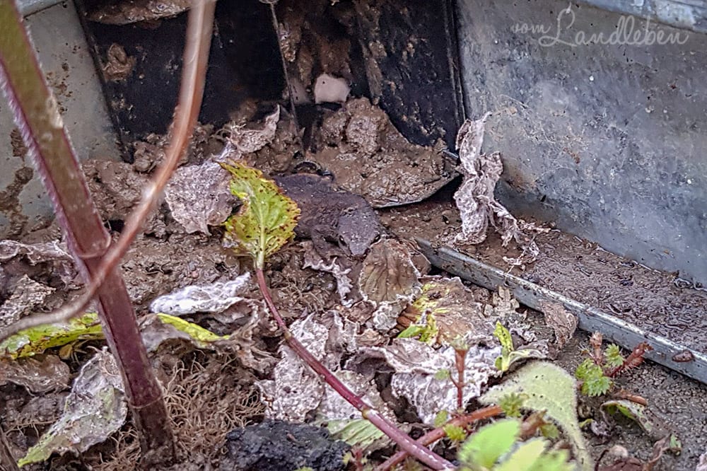 Amphibie im Gewächshaus