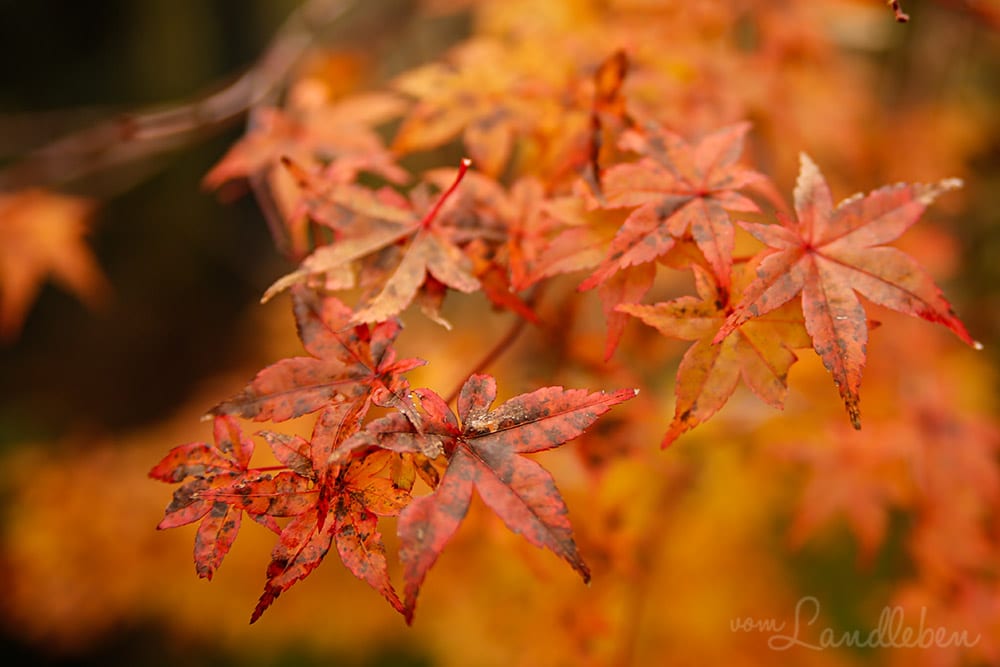 Japanischer Ahorn im Herbst