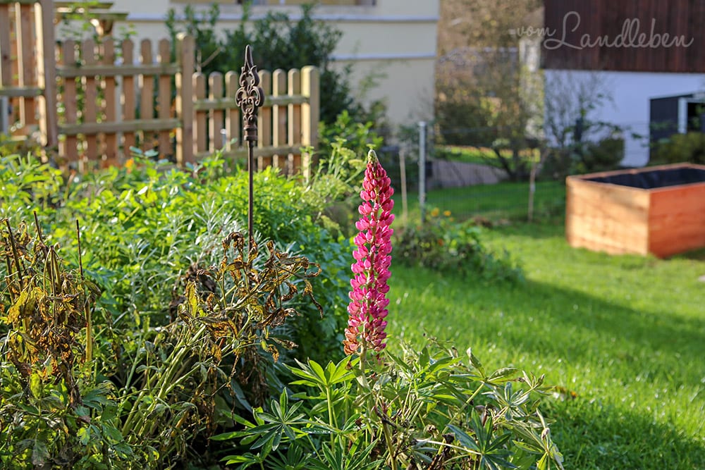 Lupine blüht im November