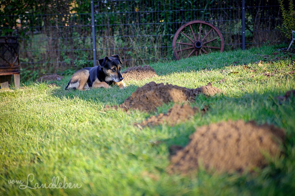 Maulwurfshügel im Garten