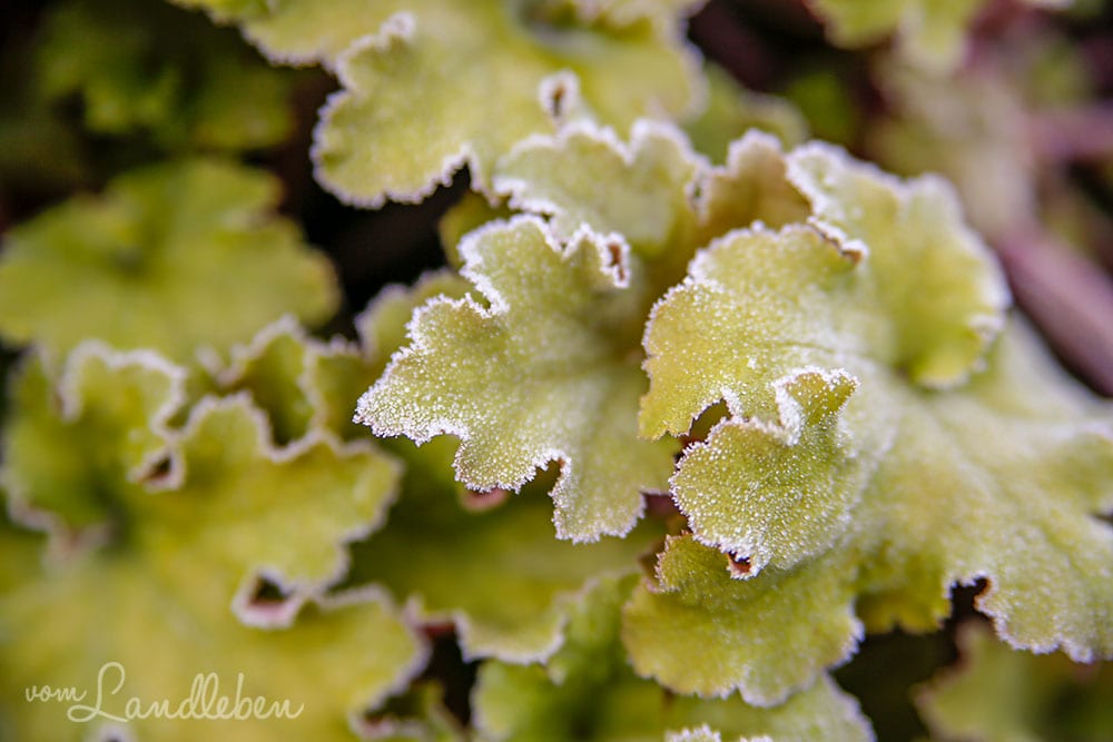 Rauhreif an Heuchera