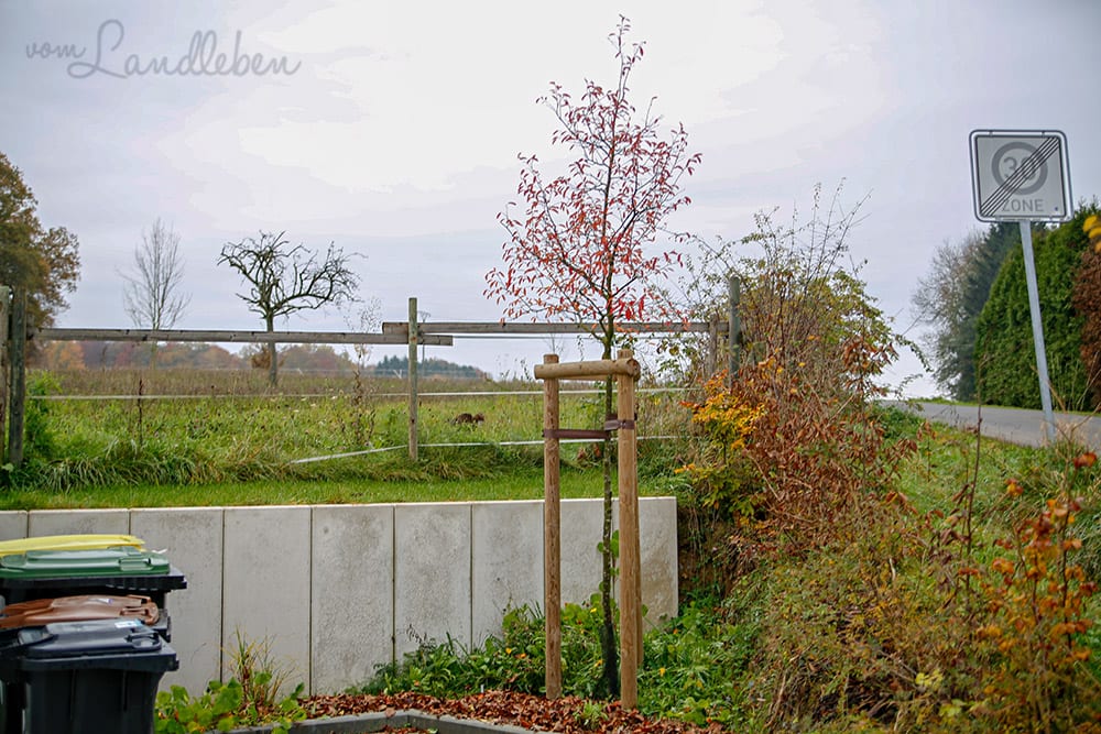 Vorgarten im November 2019