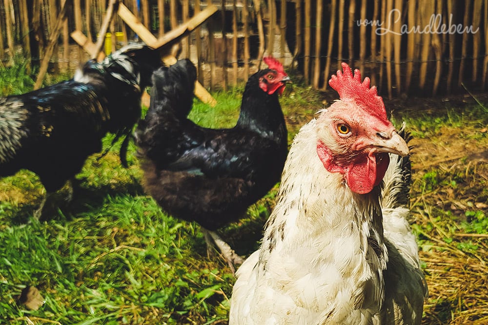 Hühnersitten bei den Nachbarn