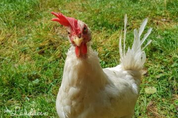 Huhn