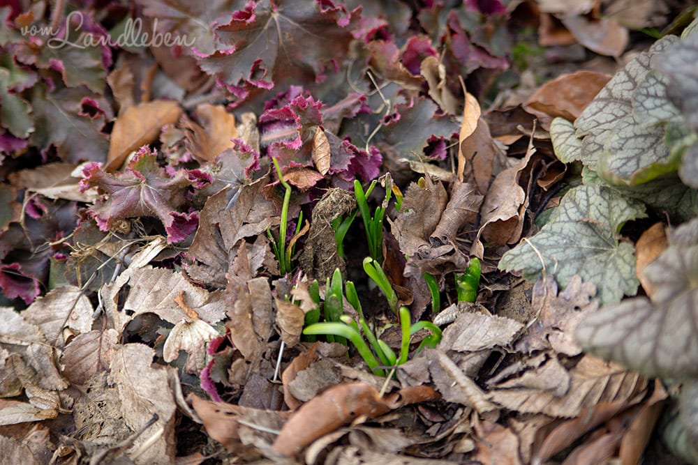 Vorgarten im Januar 2020