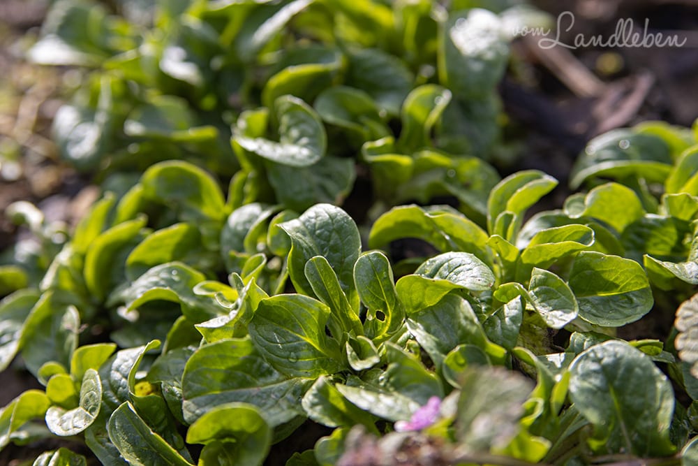 Feldsalat im Garten - Februar 2020