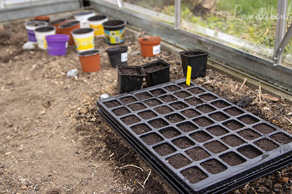 Aussaat im Gewächshaus - Februar 2020