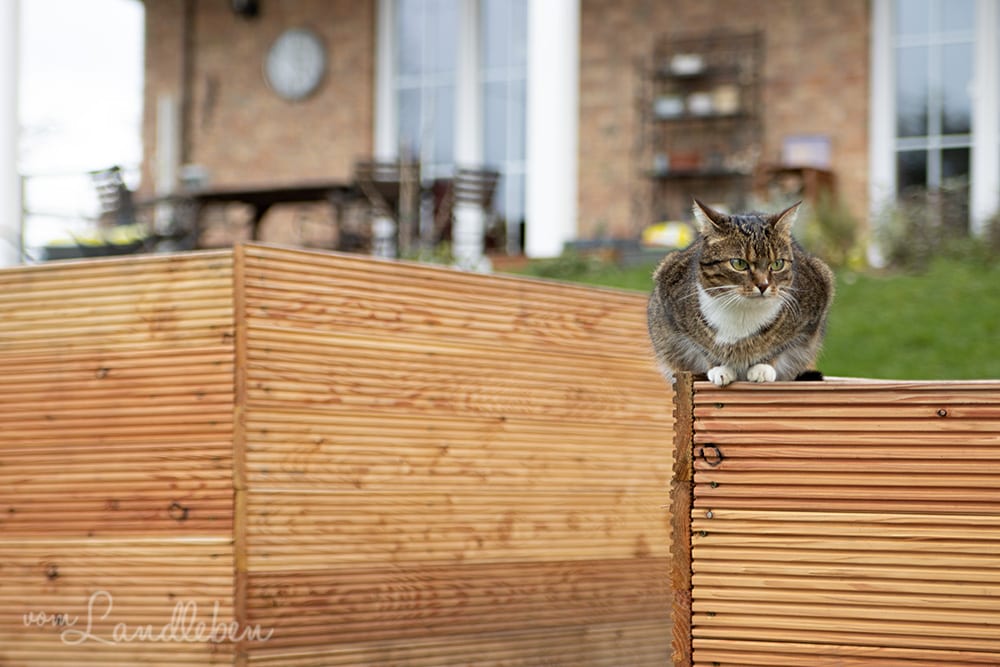 Katze auf dem Hochbeet