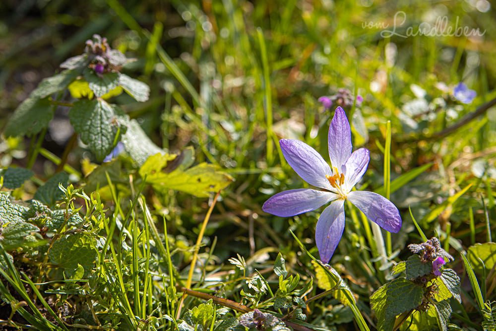 Krokus und Taubnesseln