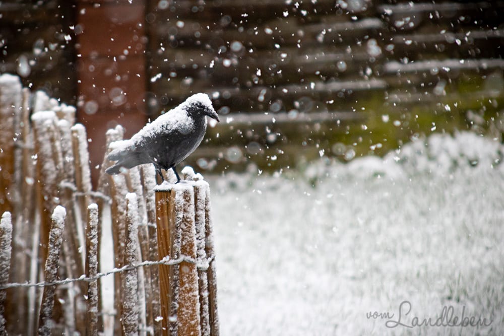 Schnee im Februar 2020