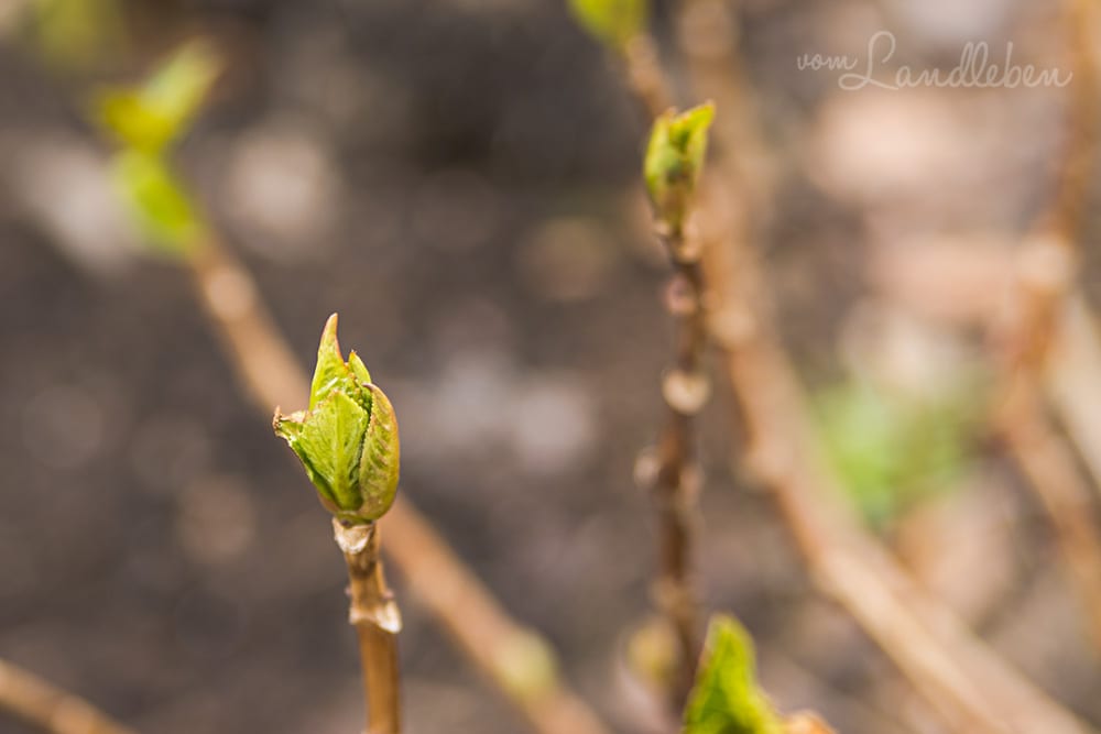 Junge Triebe an der Hortensie