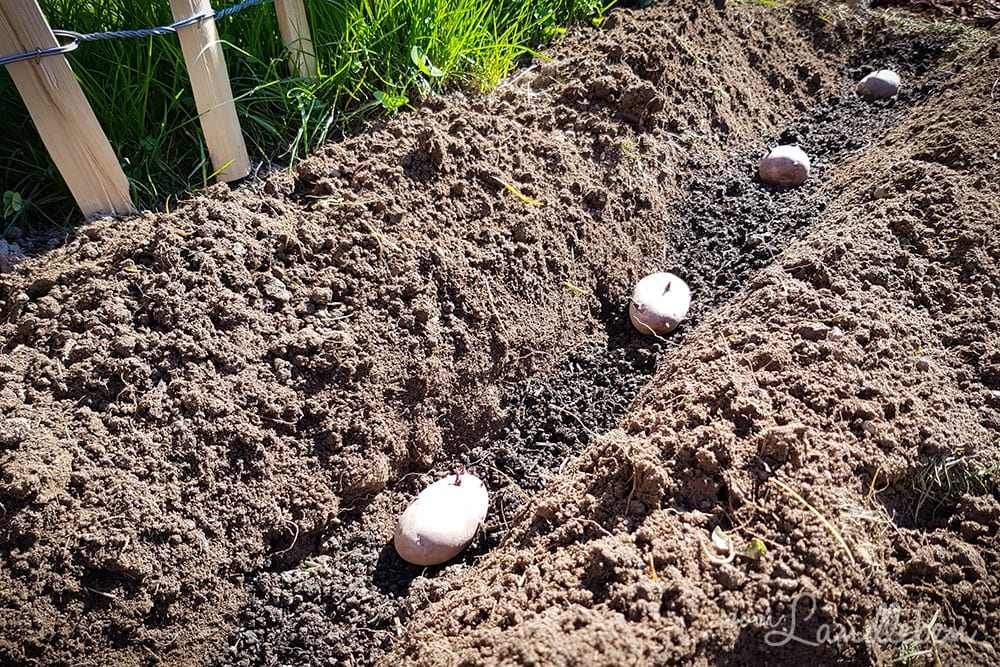 Kartoffeln pflanzen