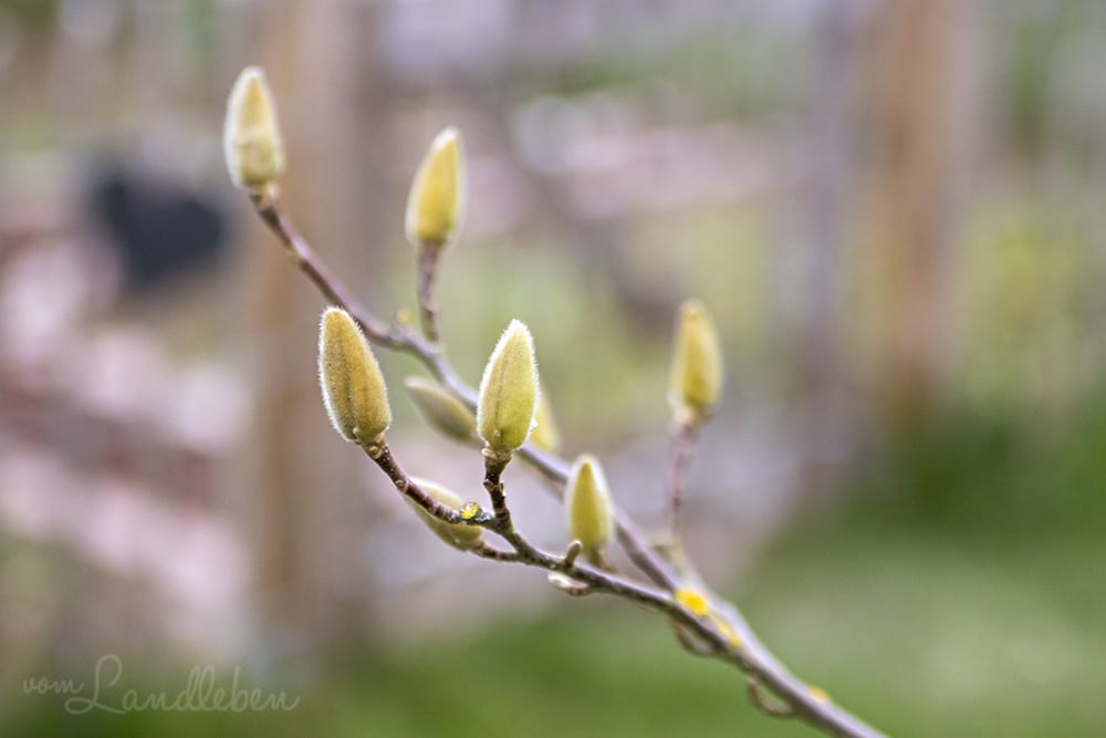 Knospen an der Magnolie - Februar 2020