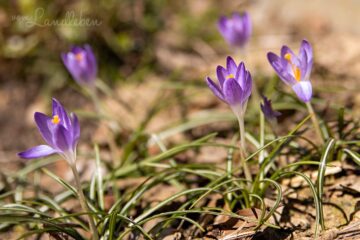 Krokus