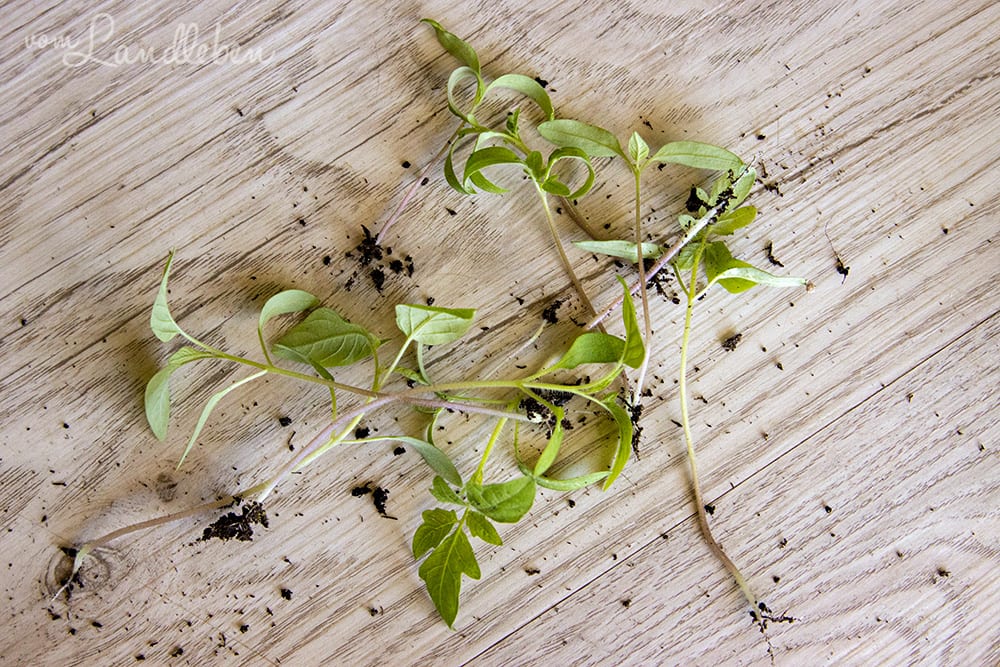 Pikieren: schwache Pflanzen aussortieren