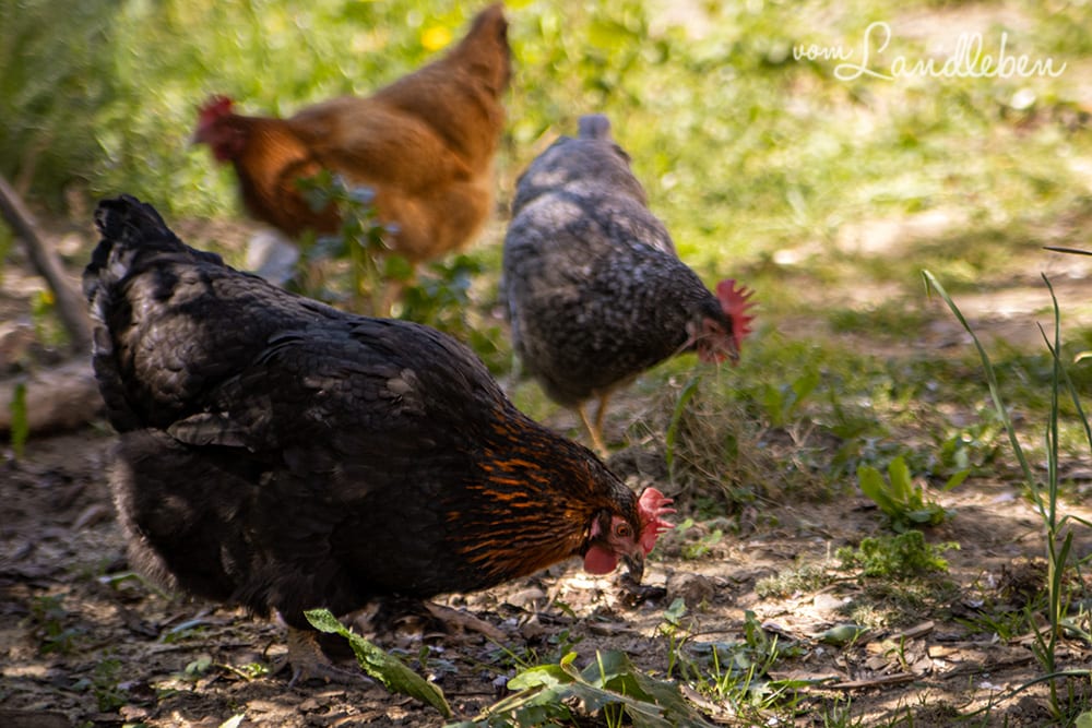Bertha, Lotte & Eule: unsere Hühner