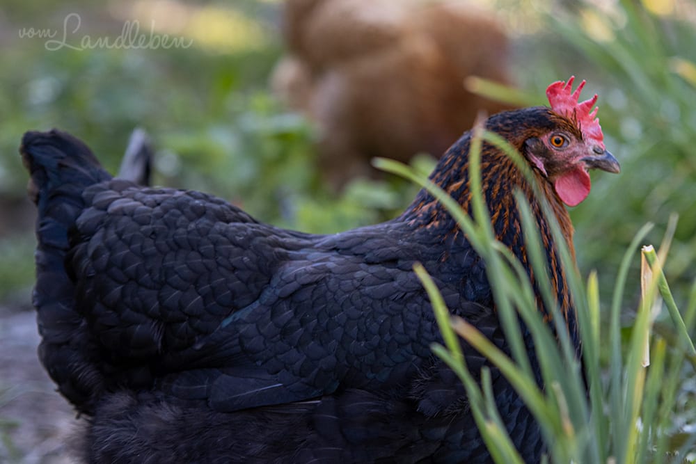 Unsere Hühner - Bertha