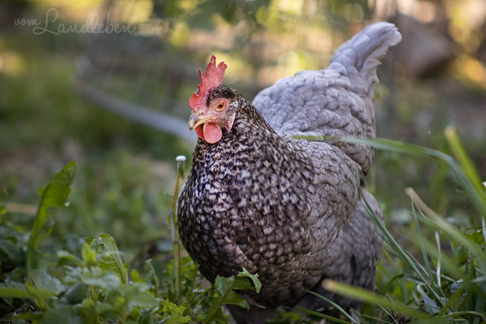 Unsere Hühner - Eule