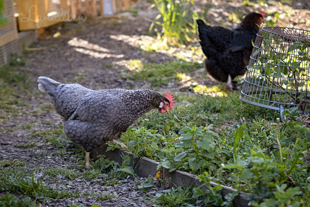 Unsere Hühner - Eule