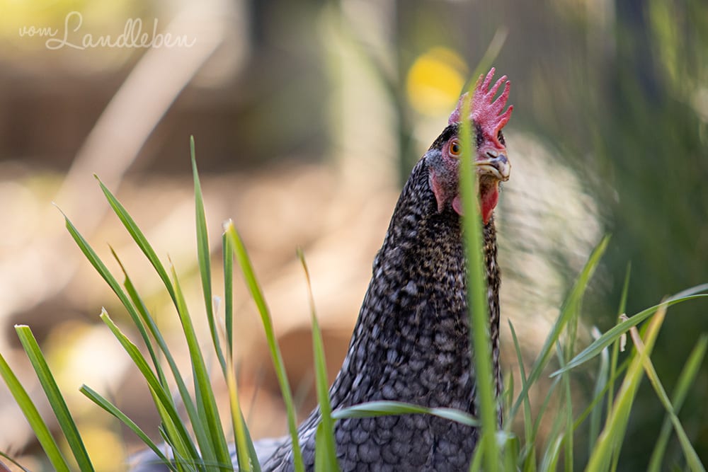 Unsere Hühner - Eule