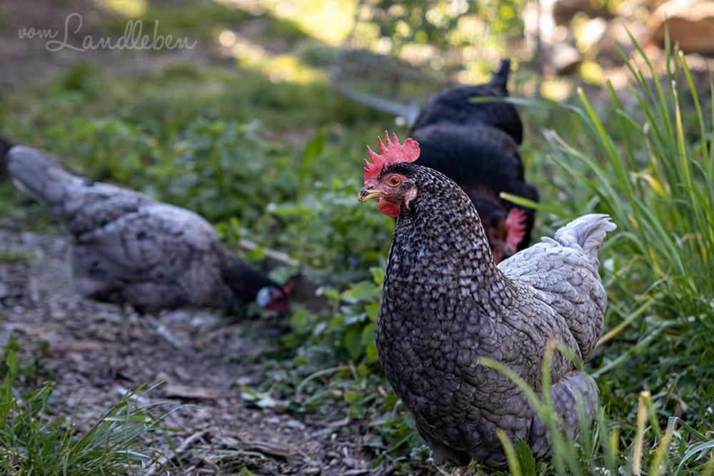 Unsere Hühner - Lilly, Eule und Bertha