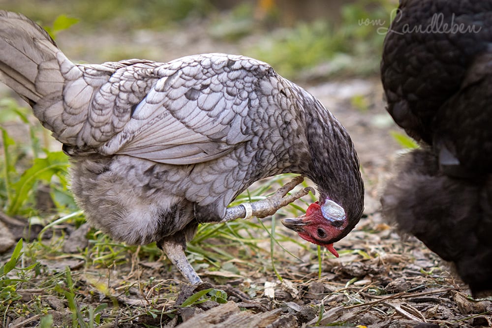 Unsere Hühner - Lilly