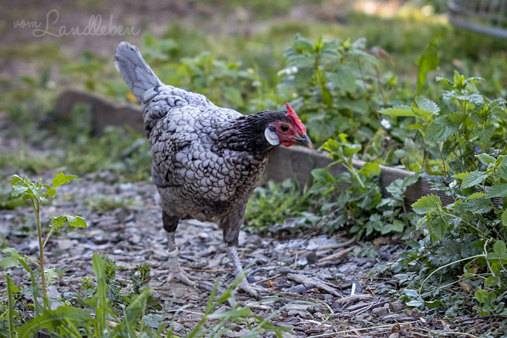 Unsere Hühner - Lilly