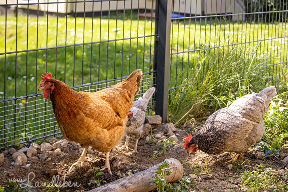 Unsere Hühner - Lilly, Lotte und Eule