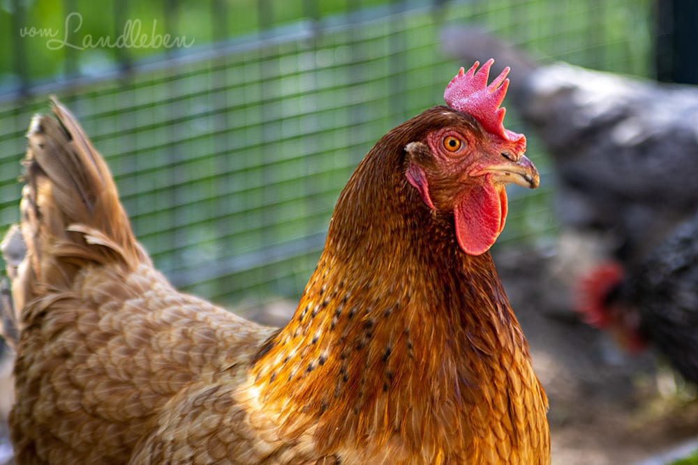 Unsere Hühner - Lotte