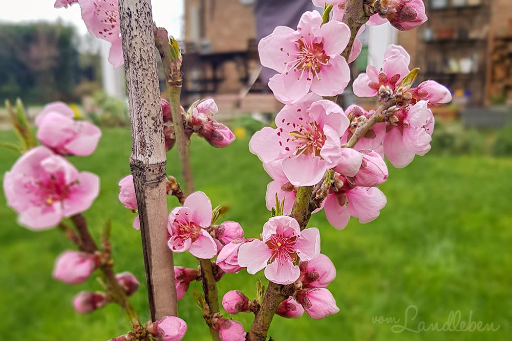 Nektarinenblüte im März 2020