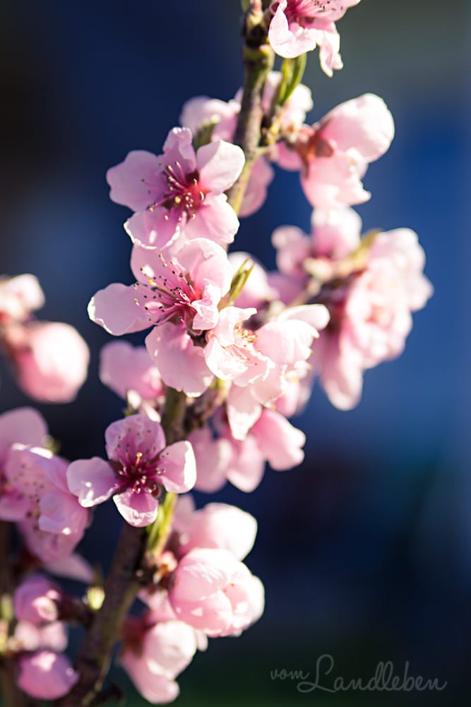Nektarinenblüte im März 2020