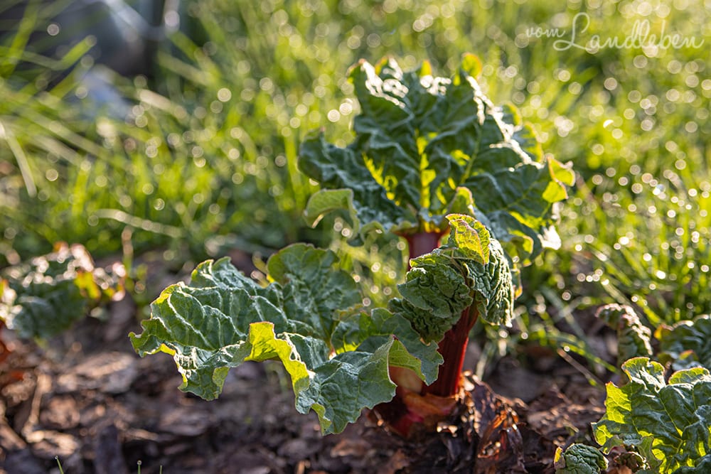 Rhabarber im März 2020