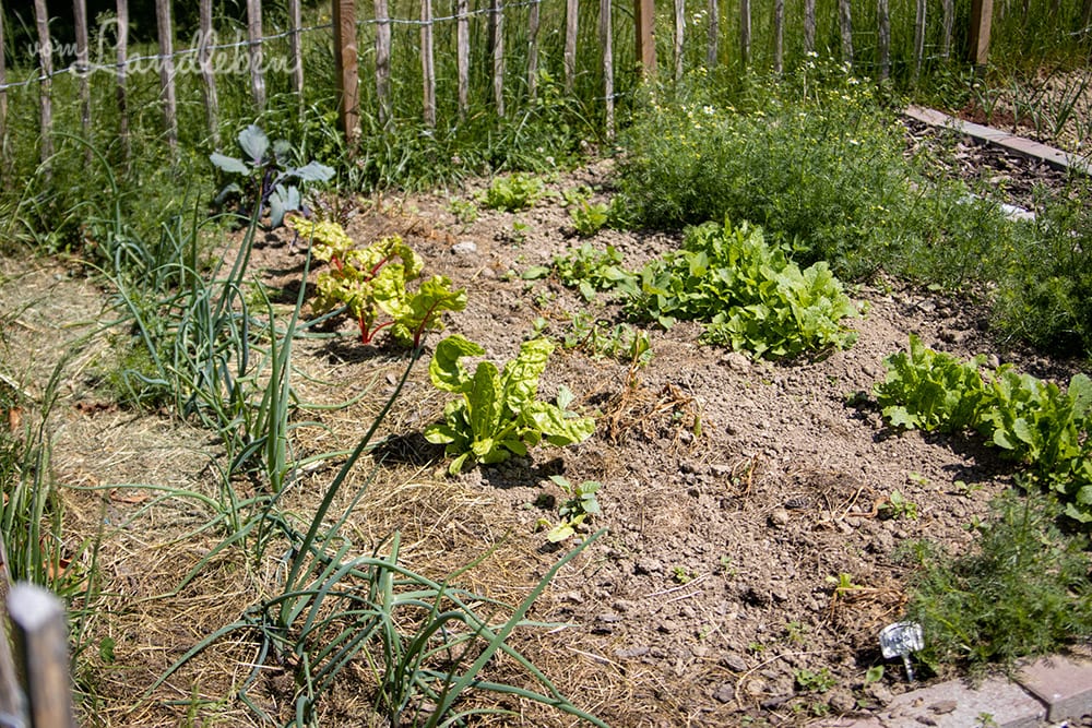 Bauerngarten im Mai 2020