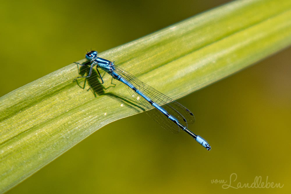 Blaue Libelle