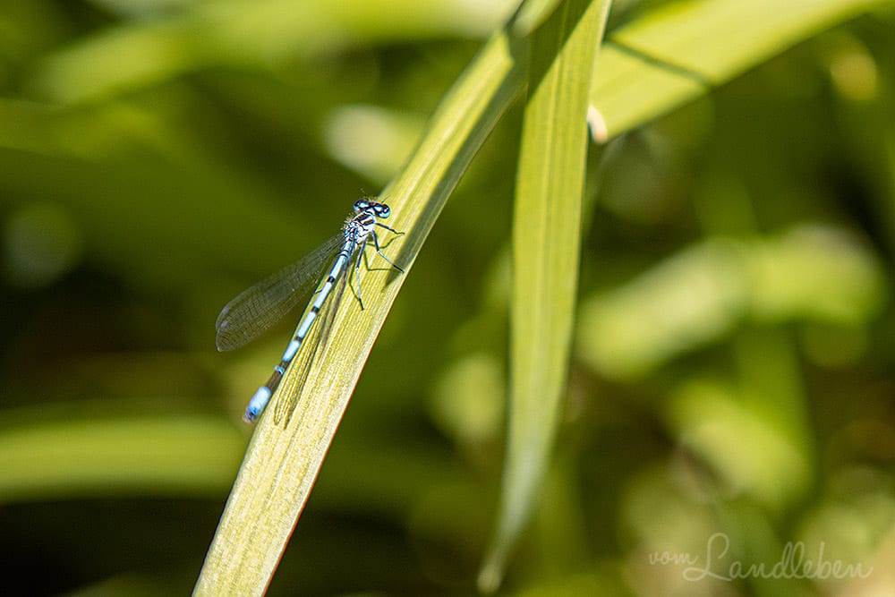 Blaue Libelle