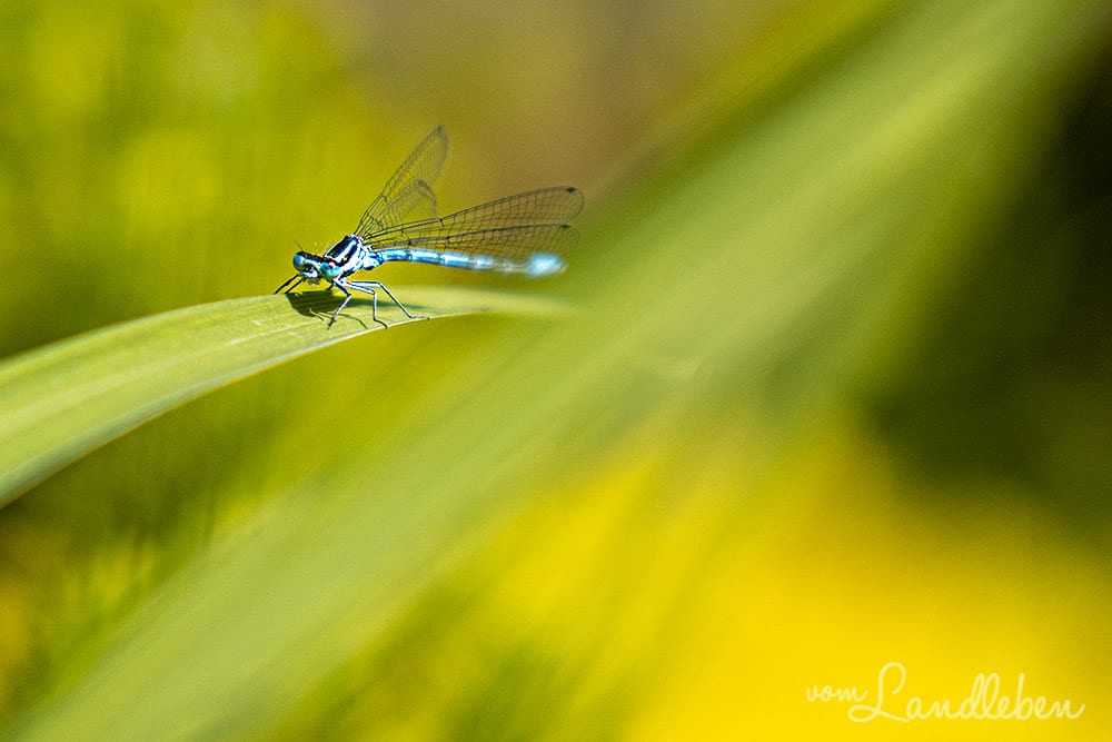 Blaue Libelle