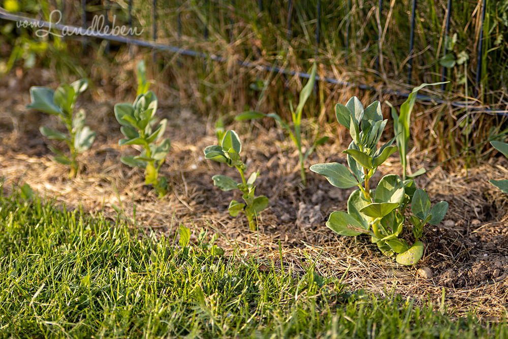 Dicke Bohnen und Mais