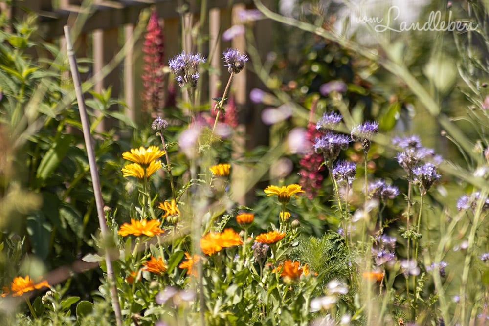 Unser Garten im Mai 2020