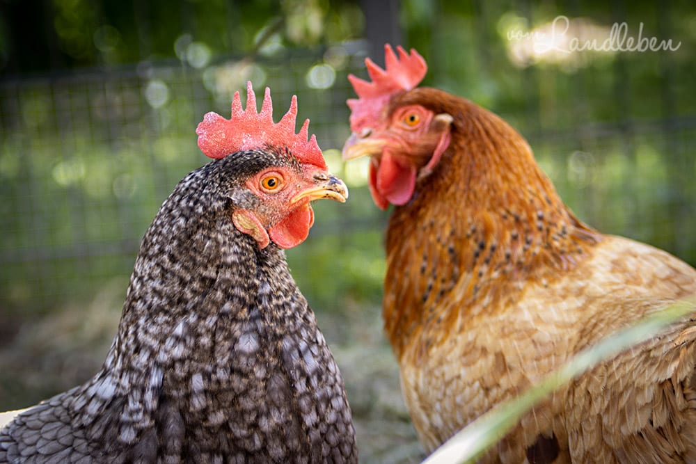 Eule und Lotte - Unsere Hühner