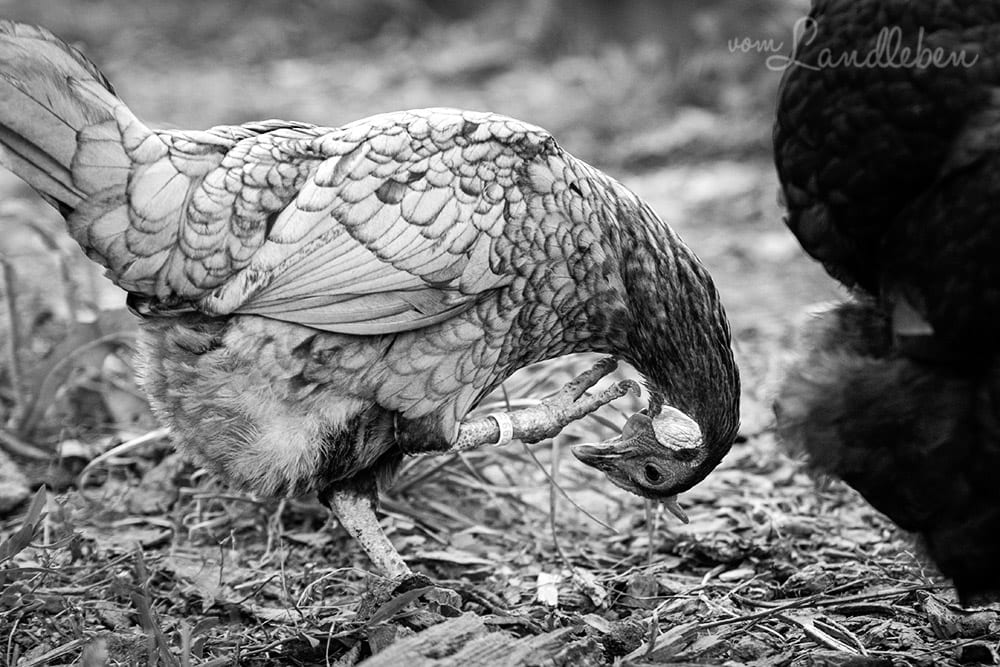 Unsere Hühner - Lilly