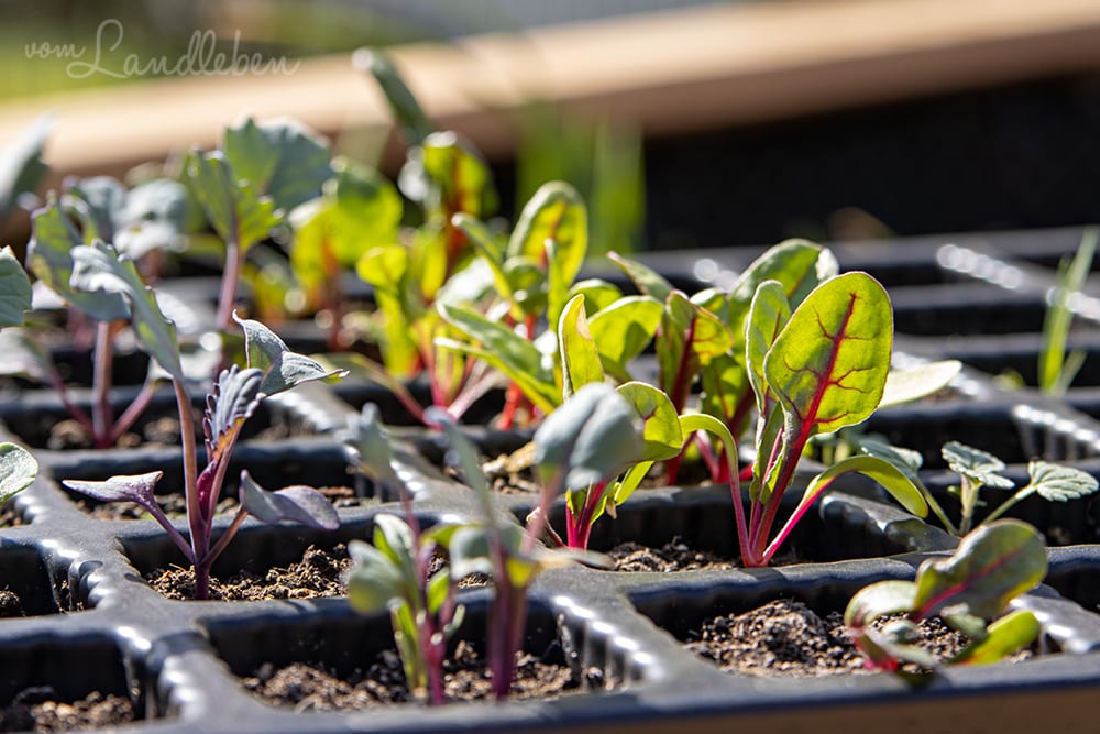 Jungpflanzen im April 2020