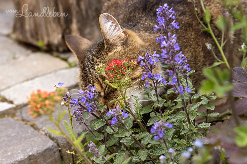 Katzen lieben Katzenminze