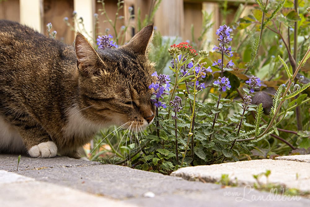 Katzen lieben Katzenminze