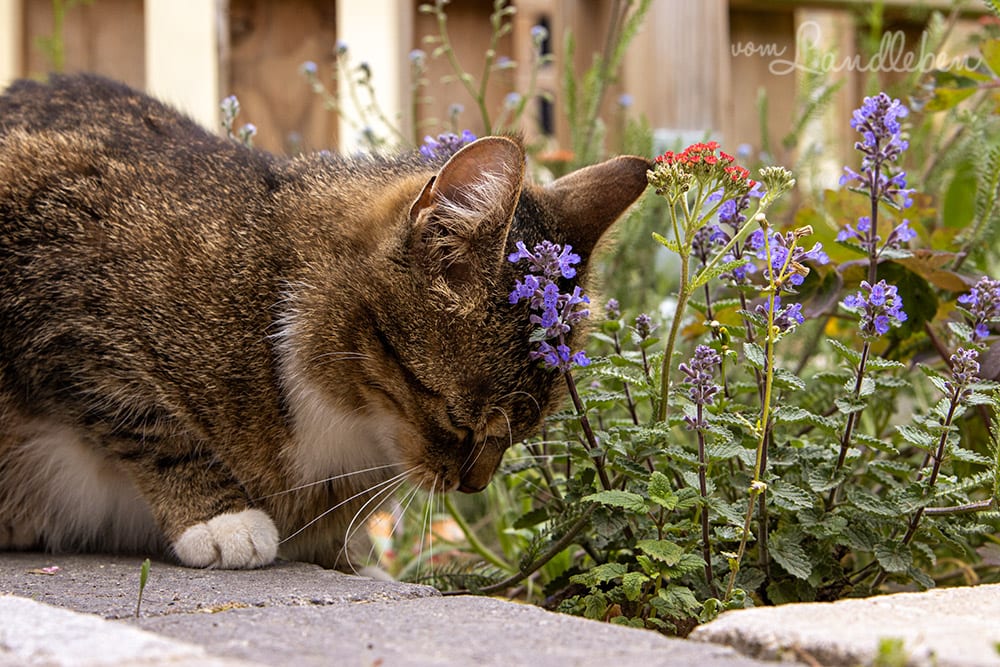 Katzen lieben Katzenminze