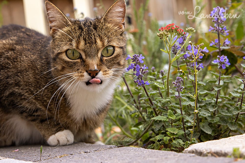 Katzen lieben Katzenminze