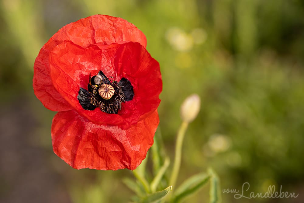 Klatschmohn mit Hummel