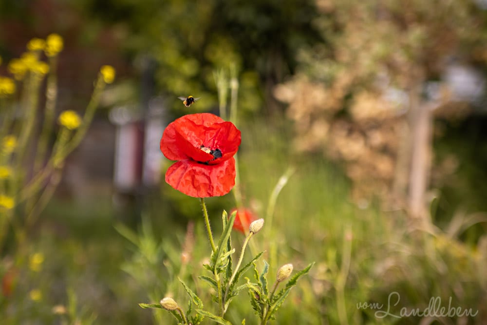 Klatschmohn mit Hummel
