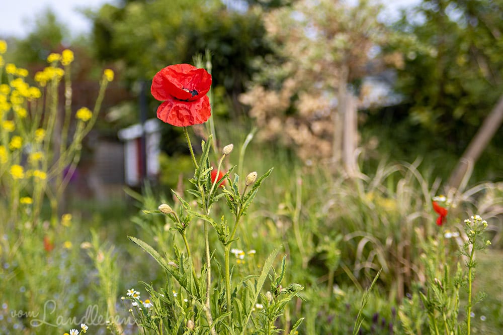 Klatschmohn im Mittelgarten
