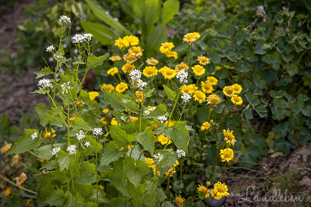 Knoblauchsrauke und Gemswurz