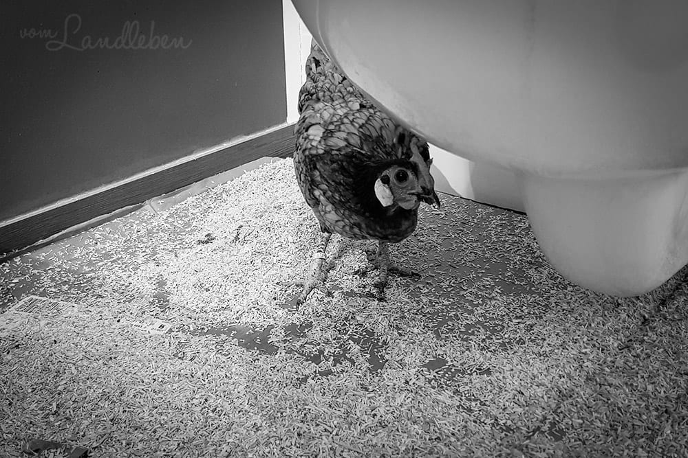 Unsere Hühner - Lilly